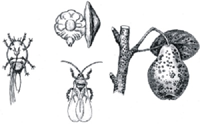 Сипарболаки камоншакли себ