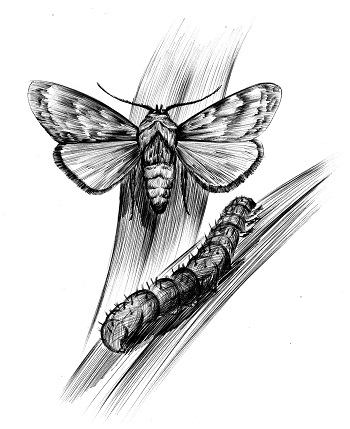 Кирми тирамоҳӣ